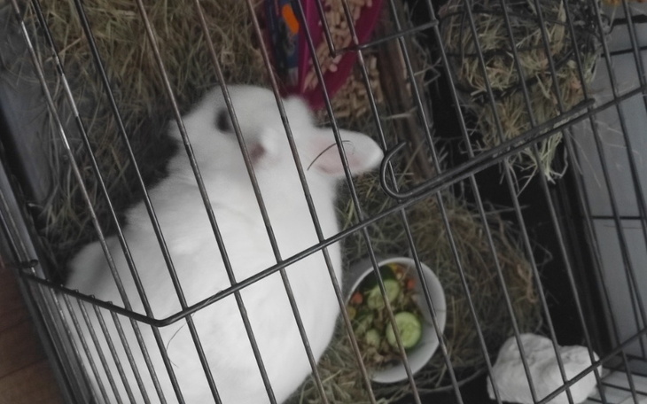 Zbiórka zbiórka na klatkę dla DEJZI - zdjęcie główne