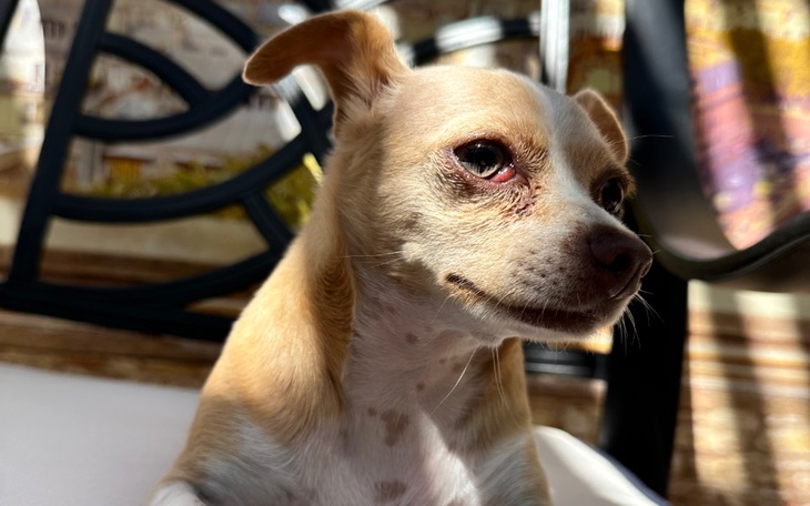 Zbiórka Operacja oka dla Daisy - zdjęcie główne