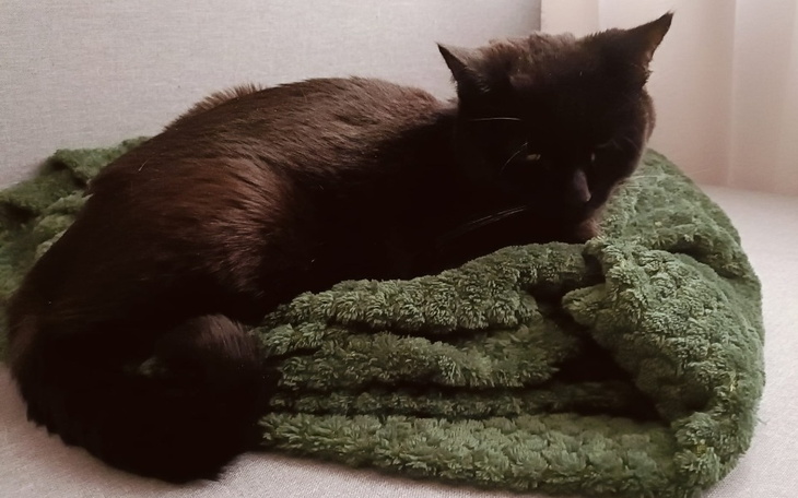 Zbiórka Szansa na życie dla Czarnej - zdjęcie główne