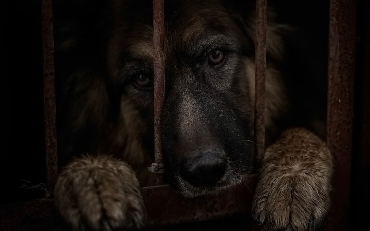 Smutny pies za kratami, czekający na pomoc.