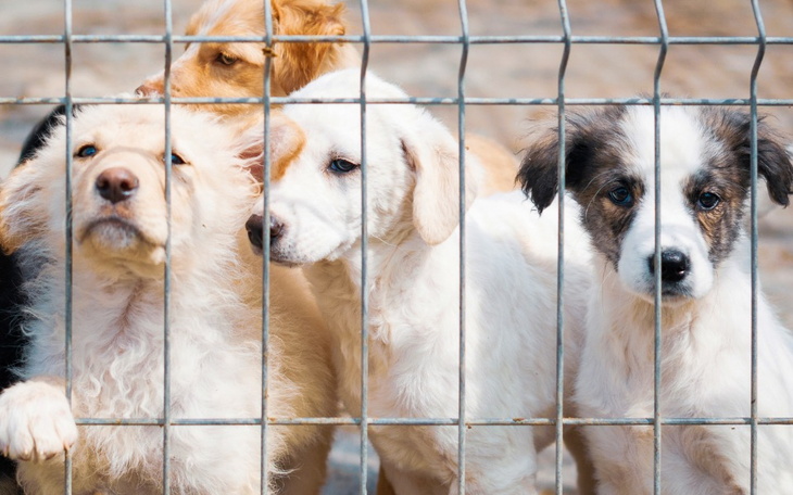 Zbiórka Karma dla schroniska XYY - zdjęcie główne