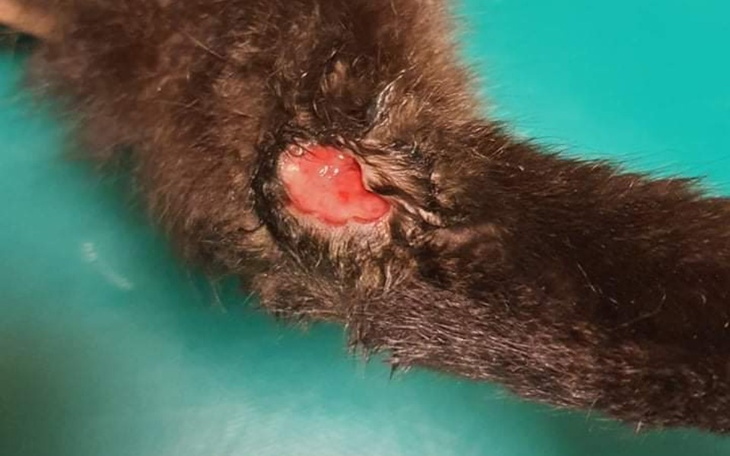 Zbiórka Chory Bezdomniak z raną szarpaną - zdjęcie główne