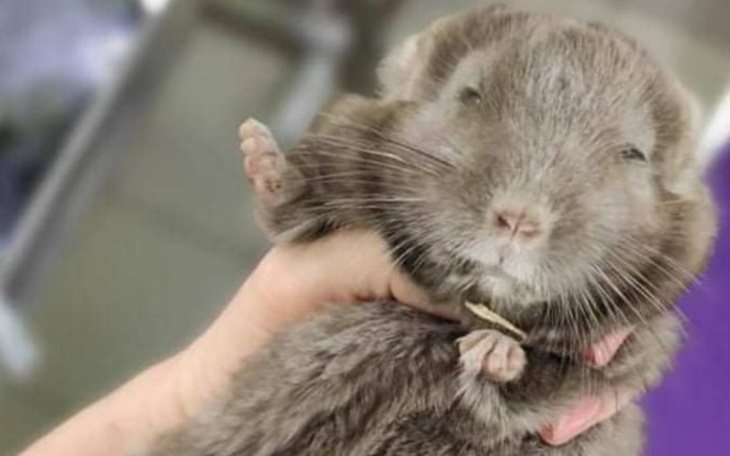 Zbiórka Połamane nóżki tak bolą... - zdjęcie główne