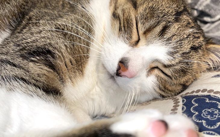 Zbiórka Dla Fredzia - zdjęcie główne