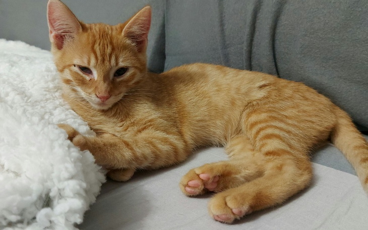 Zbiórka Uratuj życie małego rudego Foxa - zdjęcie główne