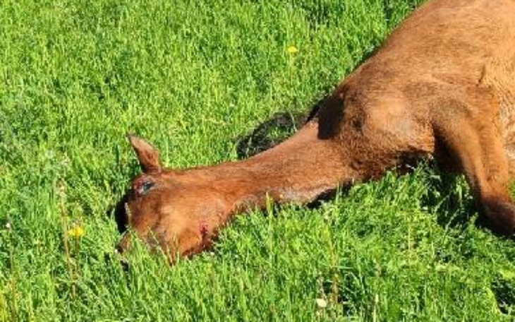 Zbiórka Ves nam umiera - zdjęcie główne