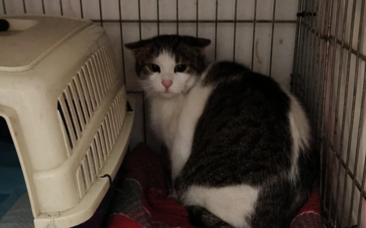 Kot siedzący w klatce, z ciekawym spojrzeniem.