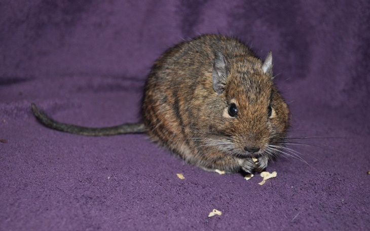 Zbiórka Karma dla koszatniczek u Kociary - zdjęcie główne