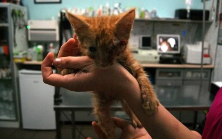 Kotek w rękach weterynarza, potrzebujący pomocy.