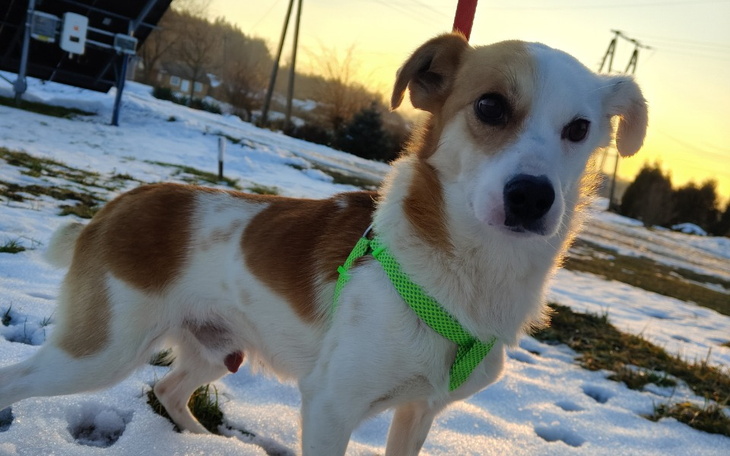 Pies na tle zimowego krajobrazu, z zielonym szelkami.