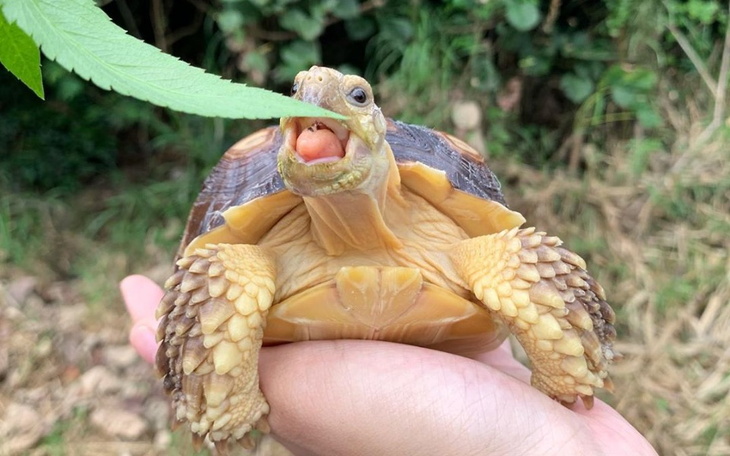 Zbiórka Zbiórka na leczenie Tosi - Zółw - zdjęcie główne