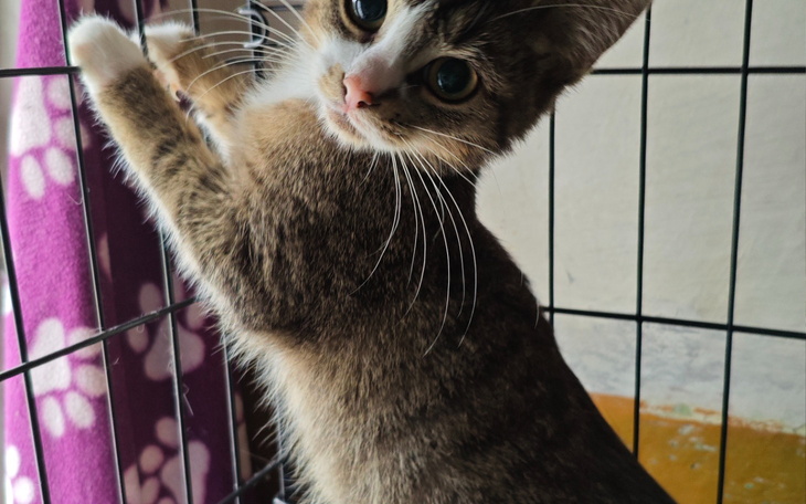 Kot wspinający się na klatkę, z ciekawym wyrazem twarzy.