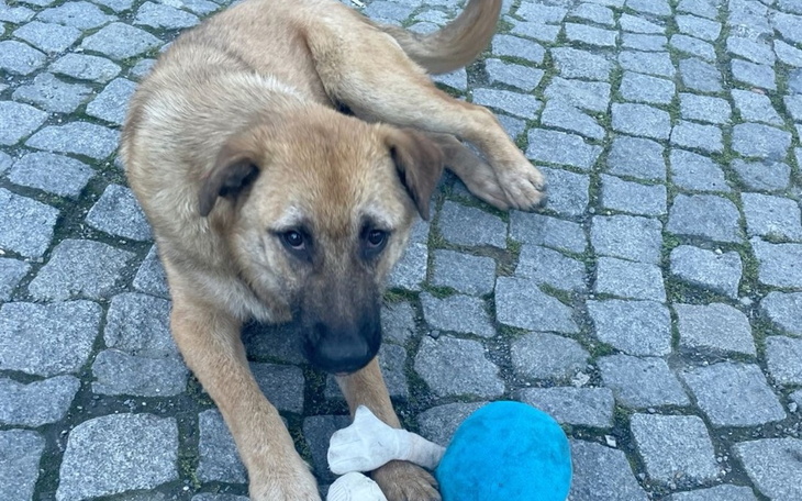 Zbiórka Rzeczy na pieska ze schroniska - zdjęcie główne