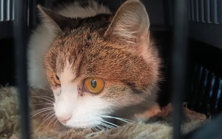 Kot w transporterze, z ciekawym spojrzeniem.