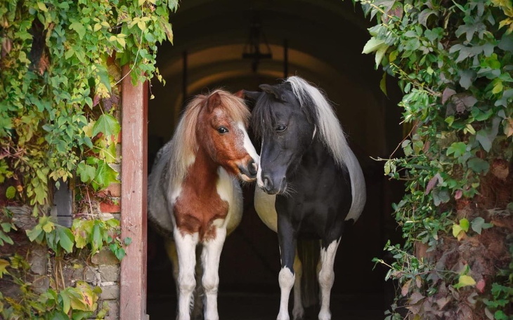 Dwa konie stojące w drzwiach, otoczone zielenią.