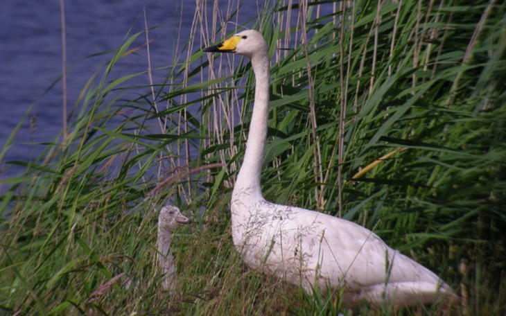 Zbiórka Badania łabędzi krzykliwych - zdjęcie główne