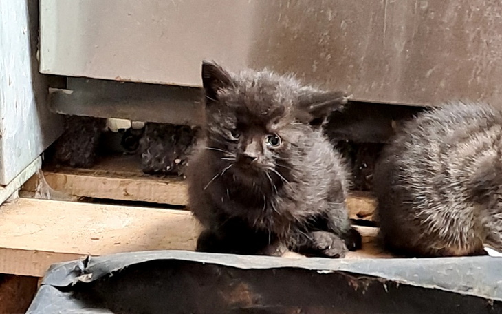 Zbiórka Czas ucieka aby im pomóc - zdjęcie główne