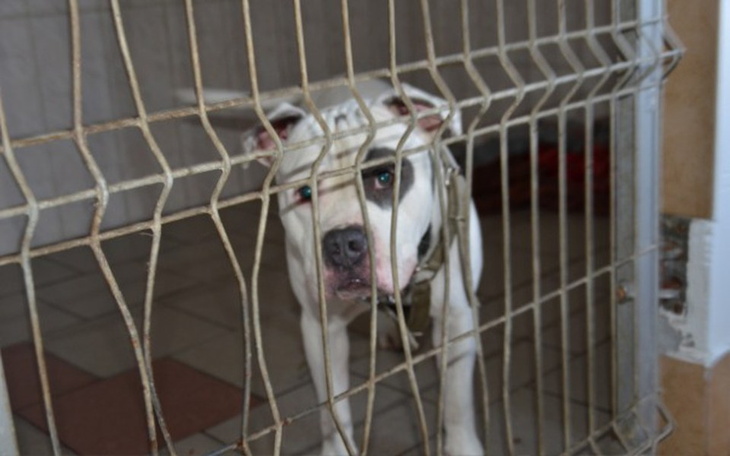 Zbiórka Amstaffy Niczyje,  proszą... - zdjęcie główne