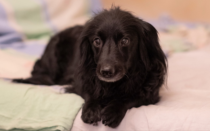 Zbiórka Leczenie 12-letniej Nery - zdjęcie główne