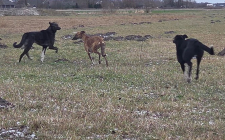 Psy biegające po polu, radosne chwile na świeżym powietrzu.