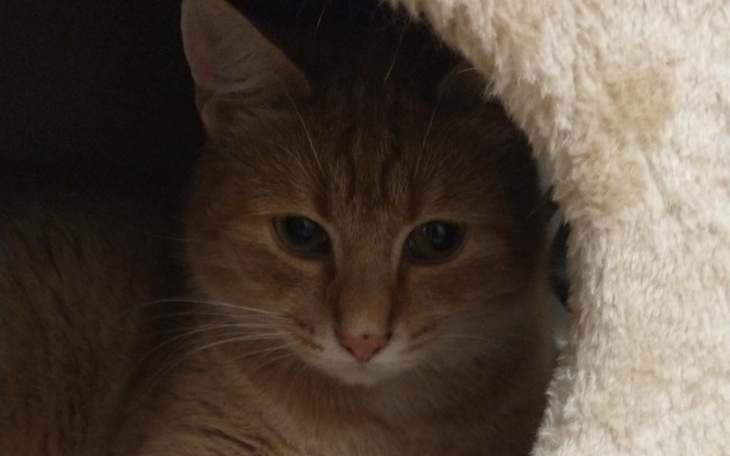 Zbiórka Mali sublokatorzy na imprezie - zdjęcie główne