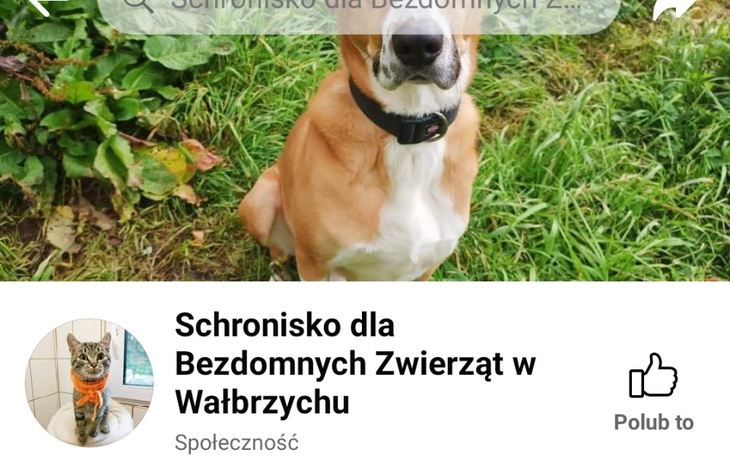 Pies w schronisku, czeka na nowy dom.