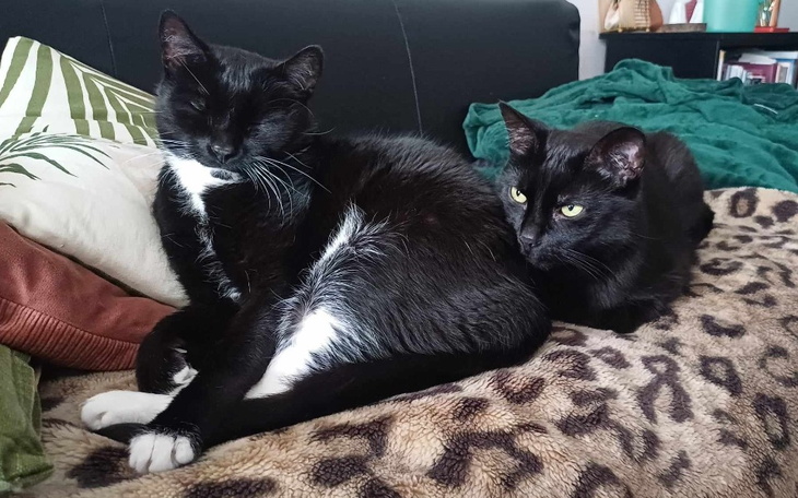 Zbiórka Leczenie kotów Dolara i Euro - zdjęcie główne