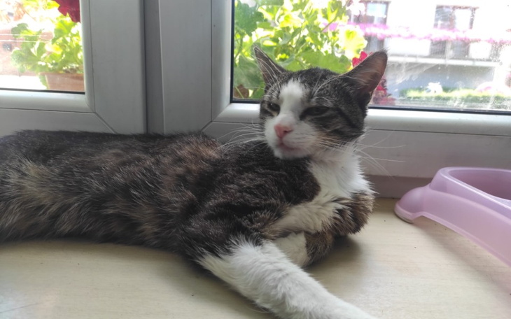 Zbiórka Walka o nasze kocie serduszko - zdjęcie główne