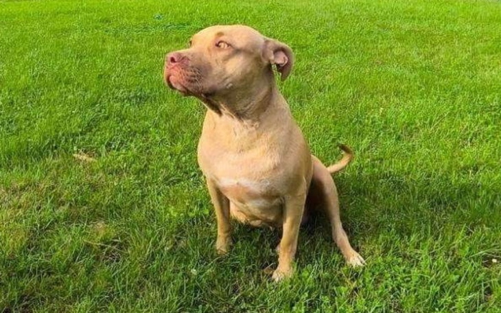 Zbiórka Sativa musi być operowana - zdjęcie główne