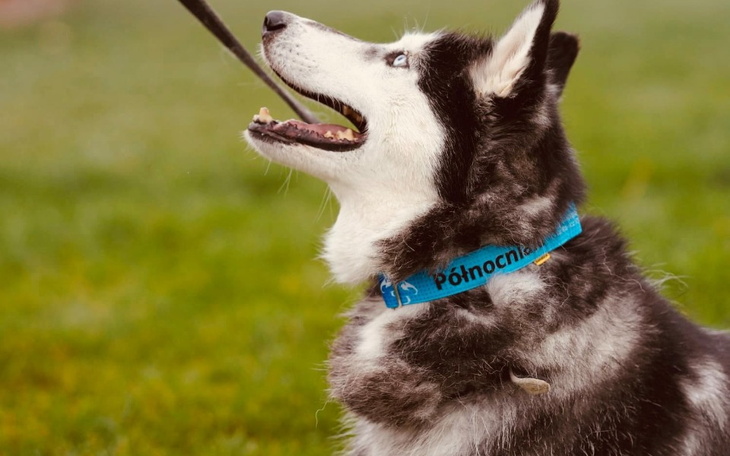 Zbiórka Podopieczni fundacji Północniaki - zdjęcie główne