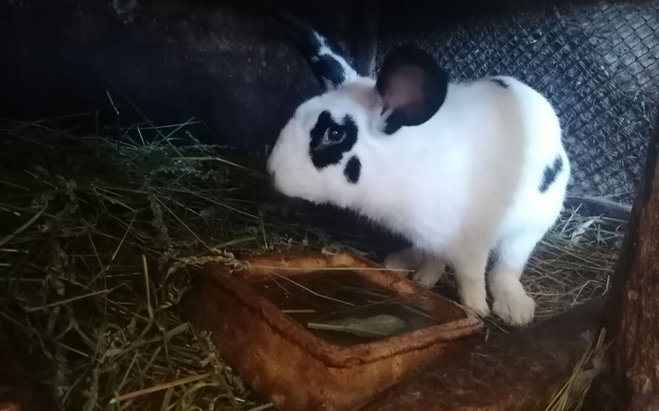 Zbiórka 16 hodo króli potrzebuje pomocy - zdjęcie główne