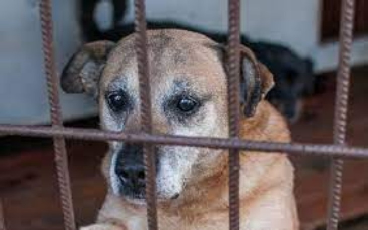 Zbiórka Dla schronisk - psów i kotów - zdjęcie główne