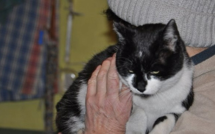 Zbiórka Kociarnia-na pomoc - zdjęcie główne