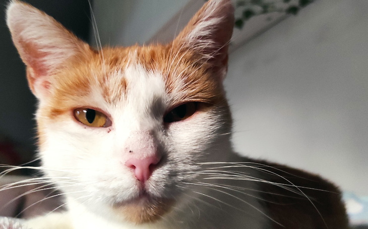 Zbiórka Na pomoc bezdomnym kociakom - zdjęcie główne