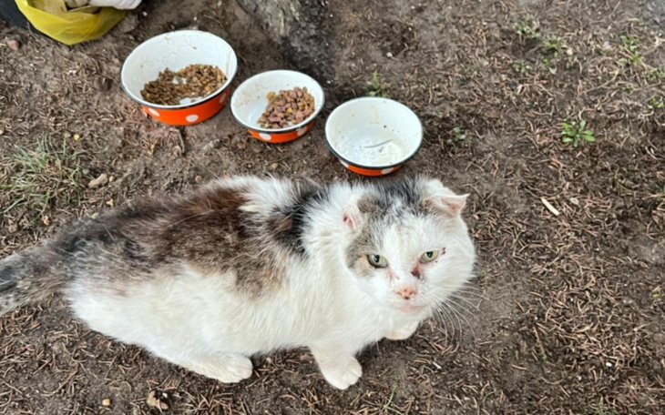 Kot przy miseczkach z jedzeniem, wyglądający na głodnego.