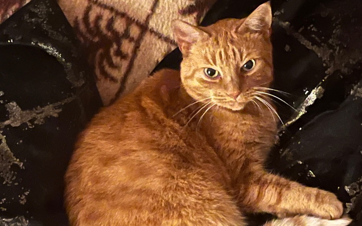 Zbiórka Kicia Grażynka - leczenie - zdjęcie główne