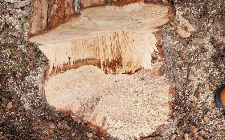 Zbiórka Zbiórka na pilarkę - zdjęcie główne