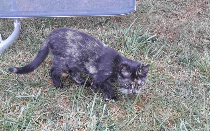 Zbiórka Uchronić przed Sobolewem - zdjęcie główne