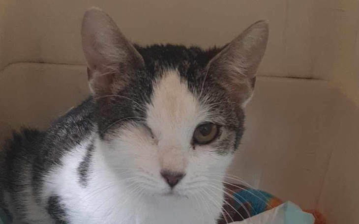 Kot z jednym okiem, patrzący w stronę kamery.