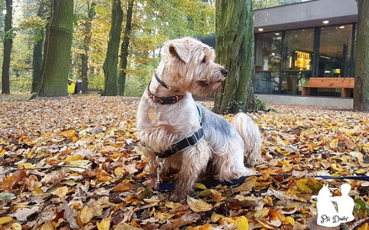 Zbiórka Tofik walczy o życie. - zdjęcie główne