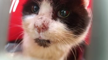 Zbiórka Ratowanie Kijoka ze Strzelina - miniaturka zdjęcia