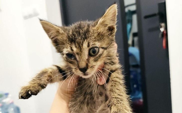 Zbiórka Utrzymanie kociego DT - zdjęcie główne