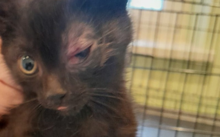 Zbiórka Kocia bezdomność - zdjęcie główne