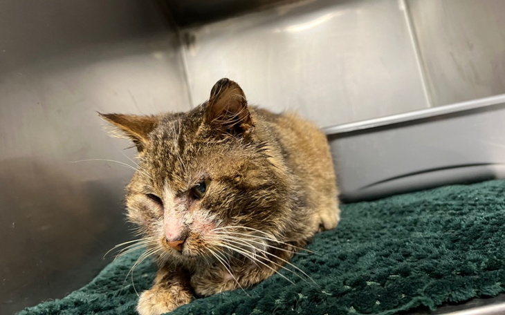 Zbiórka Na leczenie kociego seniora - zdjęcie główne