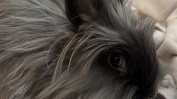 Zbiórka Maleńka puchata biedulka - miniaturka zdjęcia