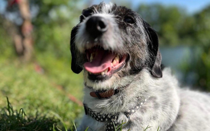 Zbiórka Tola - zdjęcie główne