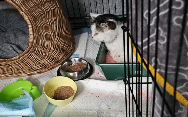 Kot w klatce, z miską jedzenia i legowiskiem.