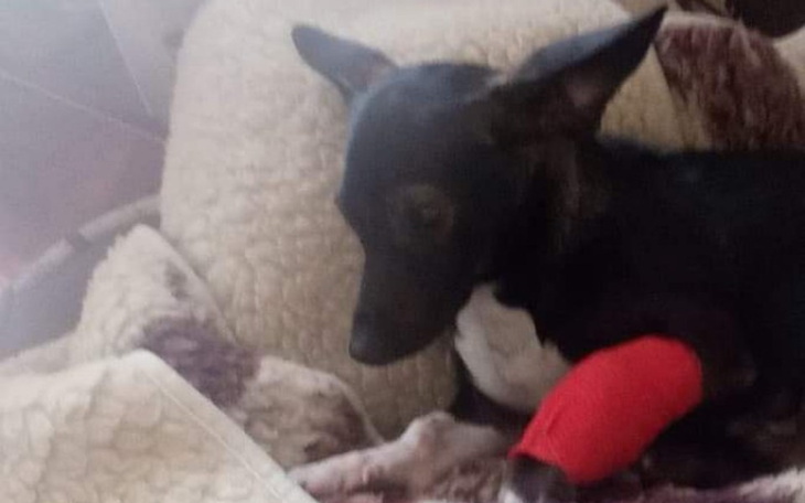 Zbiórka Zbiórka na leczenie Kropka. - zdjęcie główne