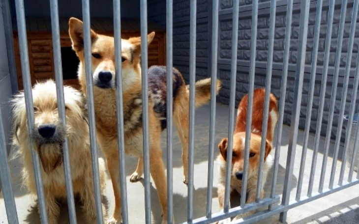 Zbiórka Rzeczy dla zwierzat z schroniska - zdjęcie główne