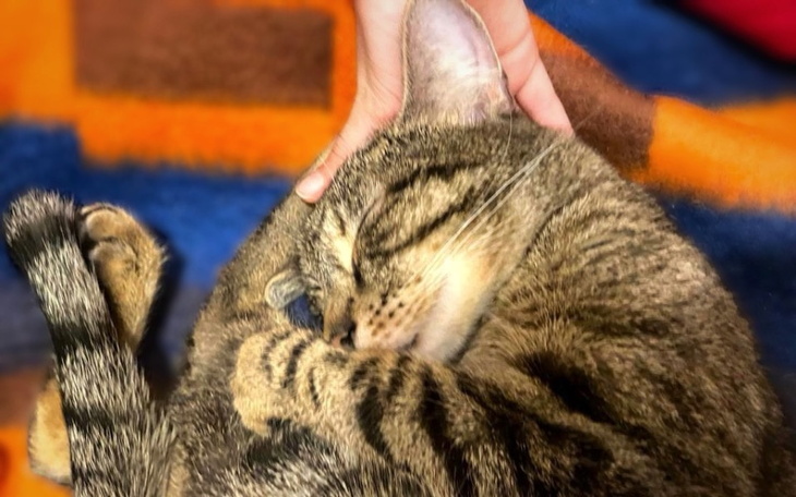 Zbiórka Uratujmy Hiltona felinoterapeutę - zdjęcie główne